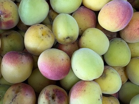 【冷凍青梅1㎏×２袋】　今年の梅しごとは、この青梅で。見た目じゃない、おいしさで勝負。　品種：南高　梅酒や梅シロップに！