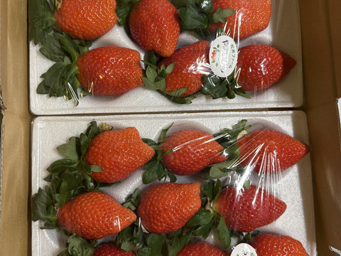 令和4年度 農林水産大臣賞受賞！贈答用いちご「やよいひめ」化粧箱入り × 2箱（約800 g）