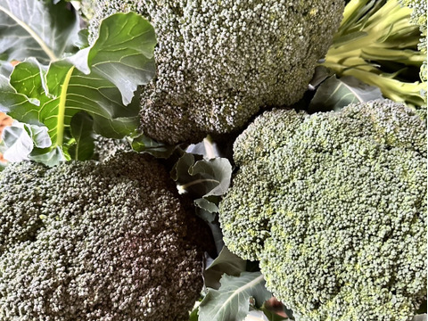 26日～28日発送‼️今年最後のお野菜セット‼️キャベツ入‼️