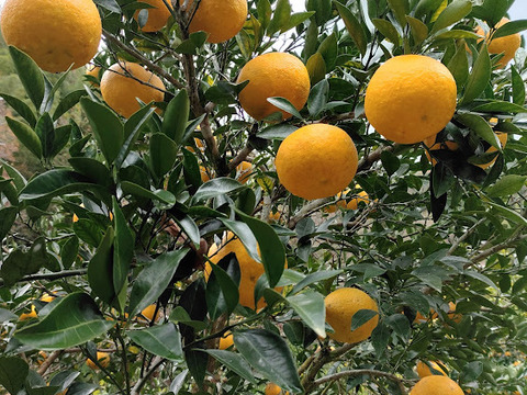 【愛媛県産】甘夏ジュース（2本入り 720㎖/本）【熨斗対応可】