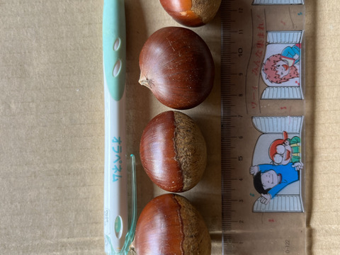 丹波栗（１ｋｇ）Ｌ〜２Ｌ