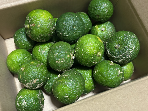 訳あり！ 豊田市旭産 『青柚子』4kg 加工用