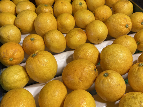 まぼろしの柑橘   『レモネード』　2kg   数量限定