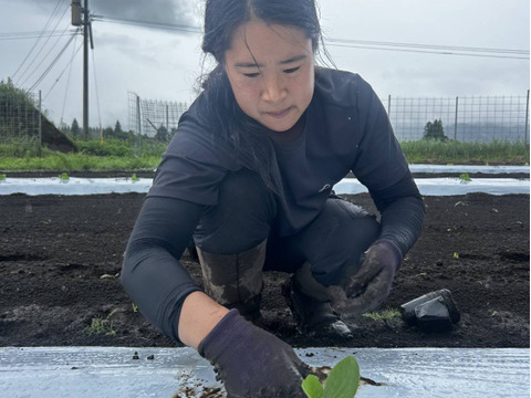 【秋の収穫祭 ハロウィン企画 数量限定】有機JAS 南阿蘇産さつまいもハロウィンスイート（3kg） x 坊ちゃんかぼちゃ（500g以上 x 2個）