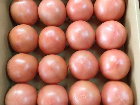 朝採り直送！　新鮮大玉トマトLサイズ20個かMサイズ24個　4kg箱