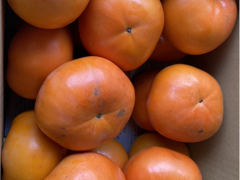 和歌山県オリジナル品種　紀州てまり【富有柿】５キロ（約15個）訳あり