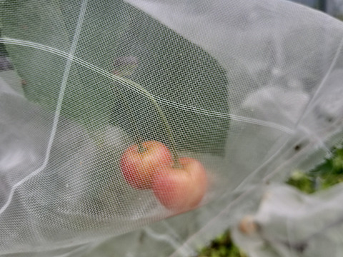 下　自然栽培のさくらんぼ１５粒　品種おまかせ　60サイズクール便