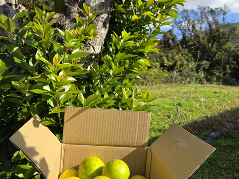 限定販売‼️八丈島産有機レモンサービス品　1キロ