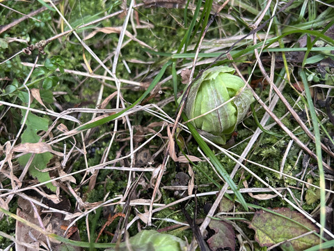 旬です！蕗味噌。ご飯のお供。栄養満点！120g〜140g