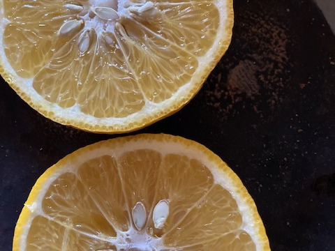 自然栽培　夏みかん　樹齢50年以上の木