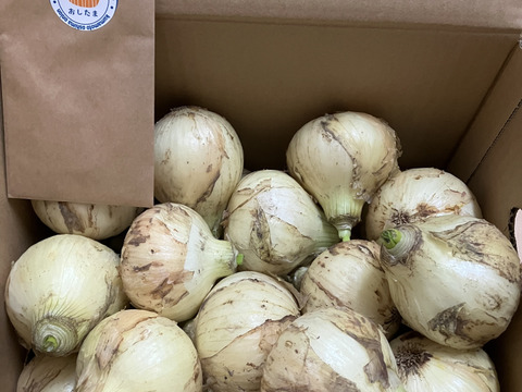 生で食べても甘い！と評判の新玉ねぎ『おしたま』5kg    M サイズ