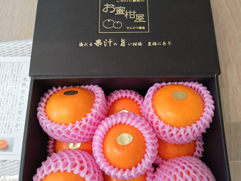 🏆みかん柑橘グランプリ2026最高金賞含む最多４部門受賞の木熟せとか！大感動！樹上完熟させた濃厚な甘みの大トロせとか！とろける甘さと上品な味わい！「木熟せとか」厳選プレミアム　約１．４ｋｇ【401】