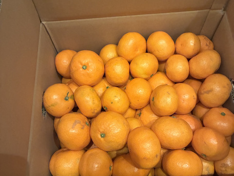 本日最終！【訳あり】濃厚なコクと酸味がおいしい！有田みかん★自家製堆肥栽培★大満足10kg★和歌山