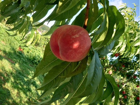 【優品】産地直送！硬めの桃（ご家庭用・3㎏）※品種：さくら【最終10箱限定】