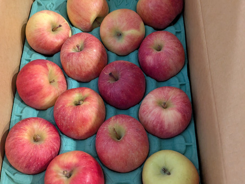 【完売】こうとく (高徳) 蜜がたっぷり甘いりんご 家庭用 2.5kg (8～15個)