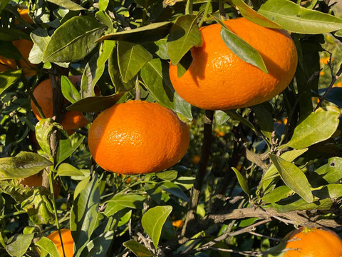 プリプリ＆シャキシャキ食感！甘平　5ｋｇ