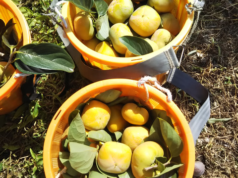 自家用たねなし柿 （格外・サイズ混合）4kg