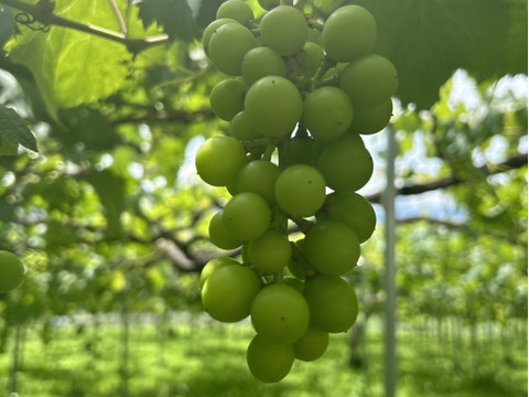 今年度最終出荷❗山梨県 巨峰の町 牧丘町【クール便指定】【最高峰牧丘の巨峰】【2024年10月1日～発送】