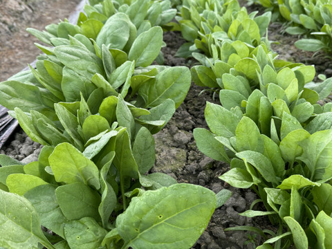 25日発送‼️‼️新鮮お野菜セット‼️どどーんと120サイズでお届け‼️