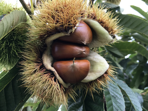 高級ブランド栗！　小布施栗　大（Lサイズ）　計り売り１ｋｇ単位