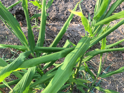 ジンジャーシロップに！温活に！旨さ引き立つピリ辛！新生姜（約1kg）