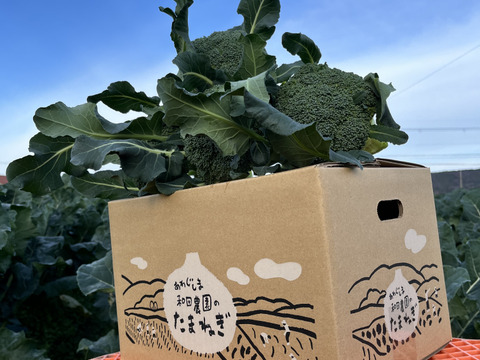 数量限定！日付指定可！5株入り茎までやわらか！こだわりブロッコリー！