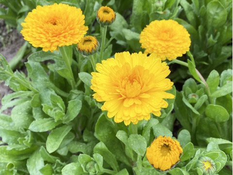 【キンセンカ／20本】素朴なかわいさが魅力のキンセンカ。見ているだけで元気がわいてくる一束です。実はこのお花、花もちがよくてとっても長持ち！