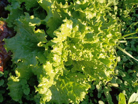 美温活🥕リーフレタスつき🥦【数量限定❗❗】子供に食べさせたい（５品目～７品目）😋🍚ばぁばのモノスゴイ野菜🍅🍆🌽✨✨✨