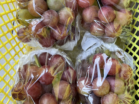 ピ1️⃣💥今季最終タイムセール【Newピオーネ】2kg化粧箱（3～6カット房入）加工用