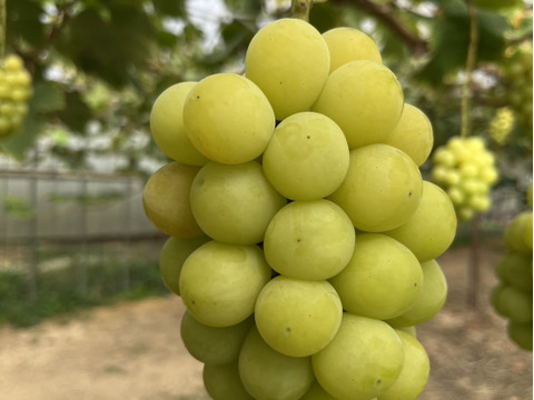 数量限定《訳あり》家庭用　　岡山県産シャインマスカット　粒詰め合わせ約350g×4p