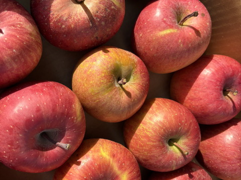 青玉 加工用 大訳あり サンふじ 5キロ箱