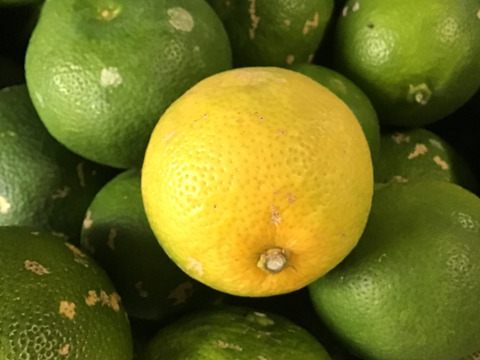 訳ありすだち１キロ