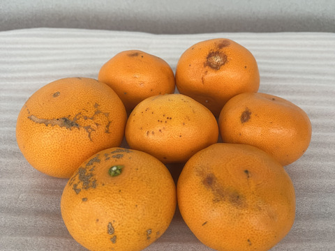 愛媛県産 訳ありせとか10kg