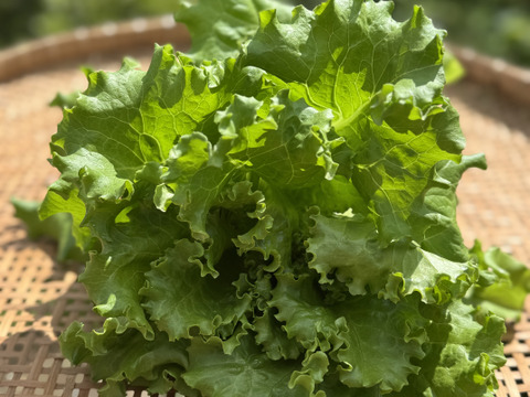 さかなが作った究極のスペシャリティ野菜　リーフレタス&サニーレタスセット270g ×2株&スイートバジル30gセット