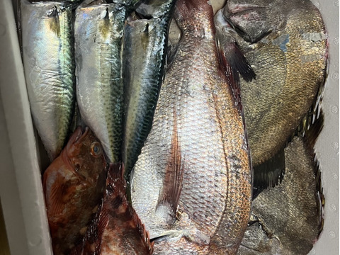 ☆海鮮パックの詰め合わせ☆　鮮魚　海の幸　津本式血抜き　瀬戸内海　天然　漁師　刺身　海産物　5個限定！