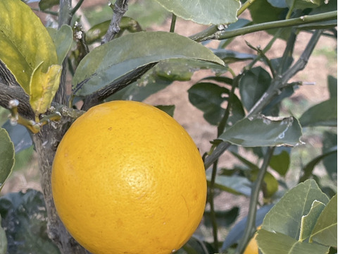 【防腐剤・ワックス不使用】皮までおいしいマイヤーレモン　和歌山県産　1キロ 秀品から傷アリまで混合です。