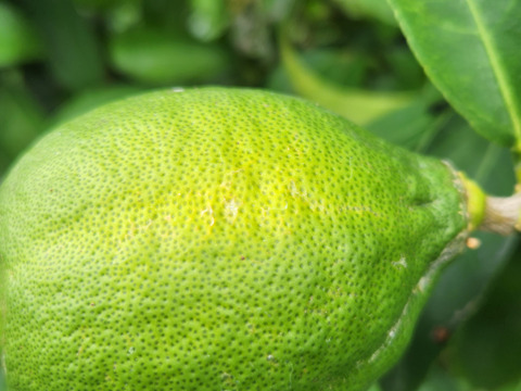 初物❗箱入りレモン息子(栽培期間中農薬不使用・有機肥料・ノーワックス)皮まで食べて❗