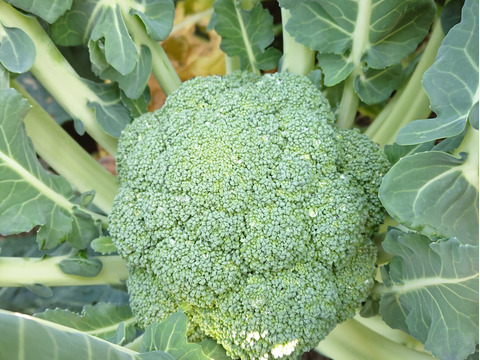 小さめブロッコリー ２株　高知県産