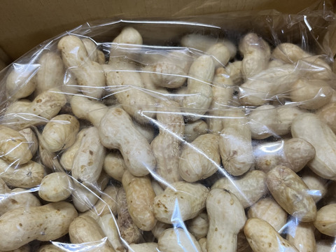 【旬物】ぷりぷり大粒！千葉県産おおまさり1kg 食べ応えバツグンのジャンボ落花生！