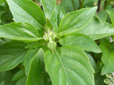 シナモンバジル　500g