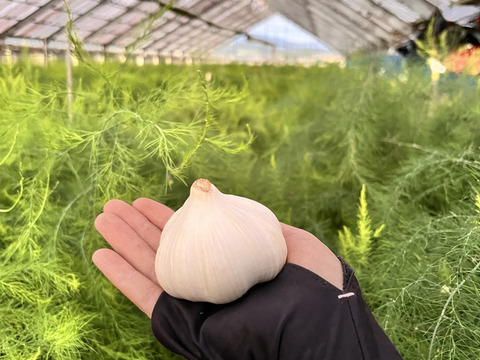 2025年産 ホワイトにんにく バラ売り 500g：熊本県産の嘉定｜食べ