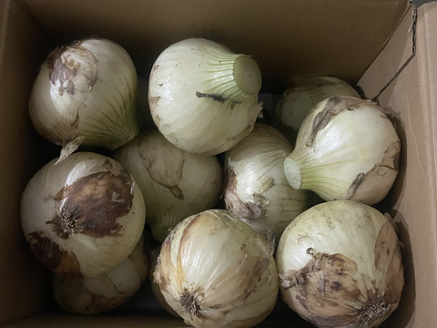 春の訪れ！淡路島の新玉ねぎ『キラ玉クリスタル🧅(3Kg)』【期間限定】