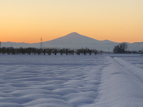 希少品種高級 秋田県産【特別栽培米】サキホコレ 5kg