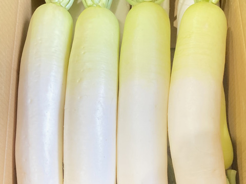 三浦農家直送！青首大根2Lサイズ8本
