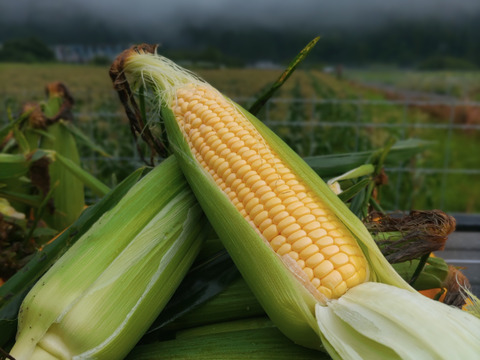 うまみが強い！朝採りのあま～い！とうもろこし『すはらコーン』400g前後8～12本