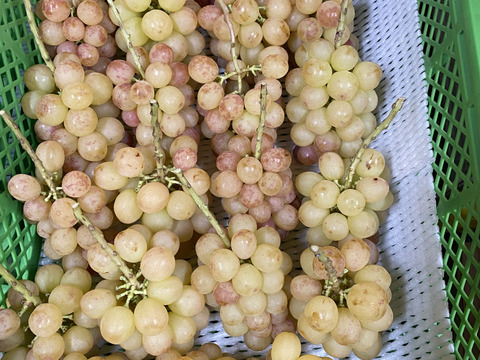 ☆３種ぶどう粒セット　１kgパック　種無し・皮ごと☆10月上旬から発送☆