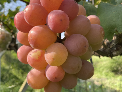 ク④【クイーンニーナ】2kg化粧箱（4~6カット房）