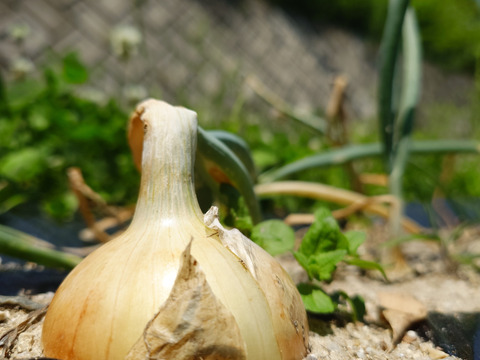 秋の自然栽培野菜LLセット7種類〜《12月、自然栽培野菜5.5kg前後80サイズ》朝採りで超新鮮［季節の固定種在来種専門農家だからできる］淡路島から初収穫固定種人参いり