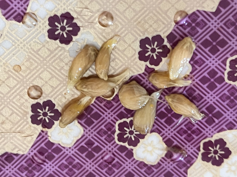 鹿児島県産　木なり完熟の福原オレンジ！２ｋｇ