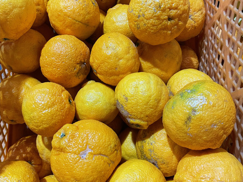 訳アリしらぬい8㎏